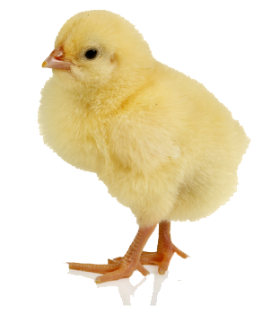 Poultry chick