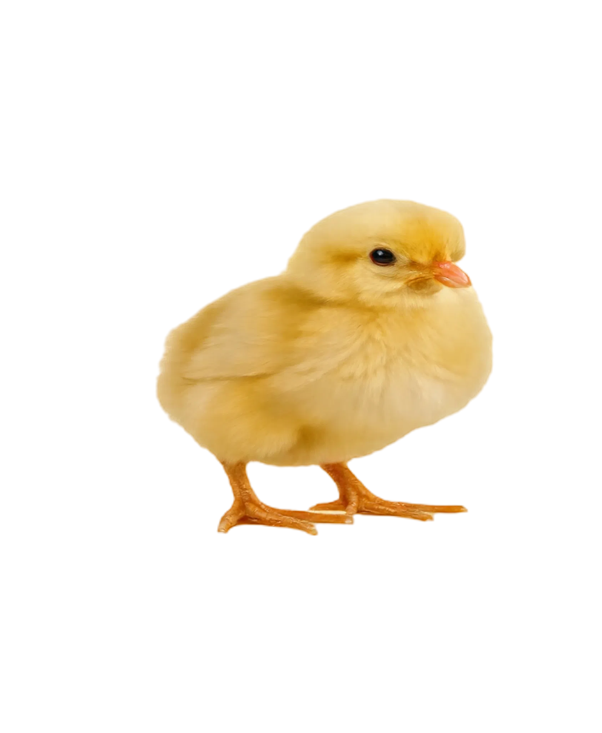Chick Care