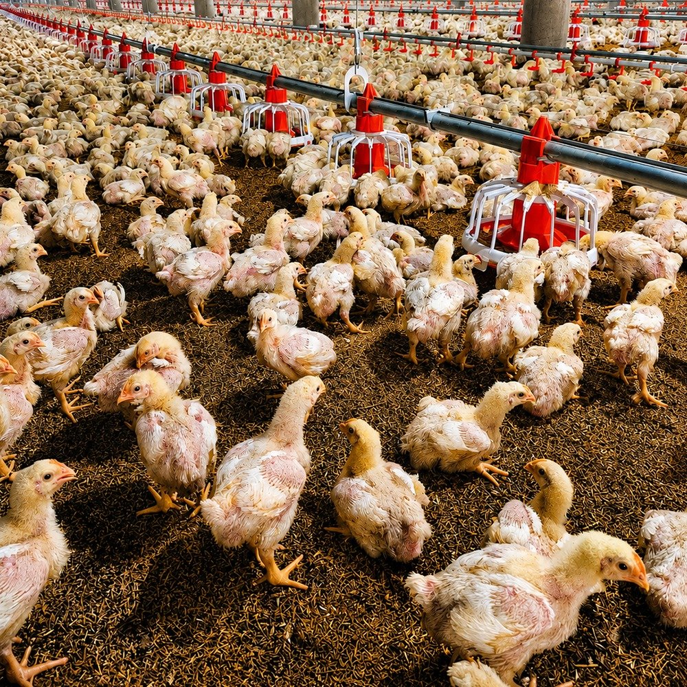 Poultry Farm