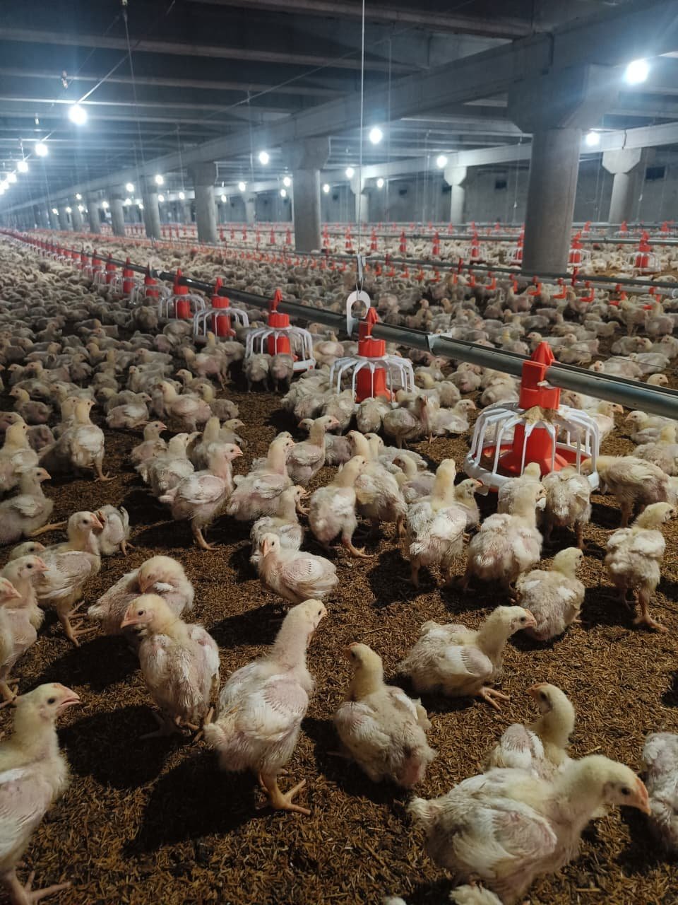 Healthy young chicks