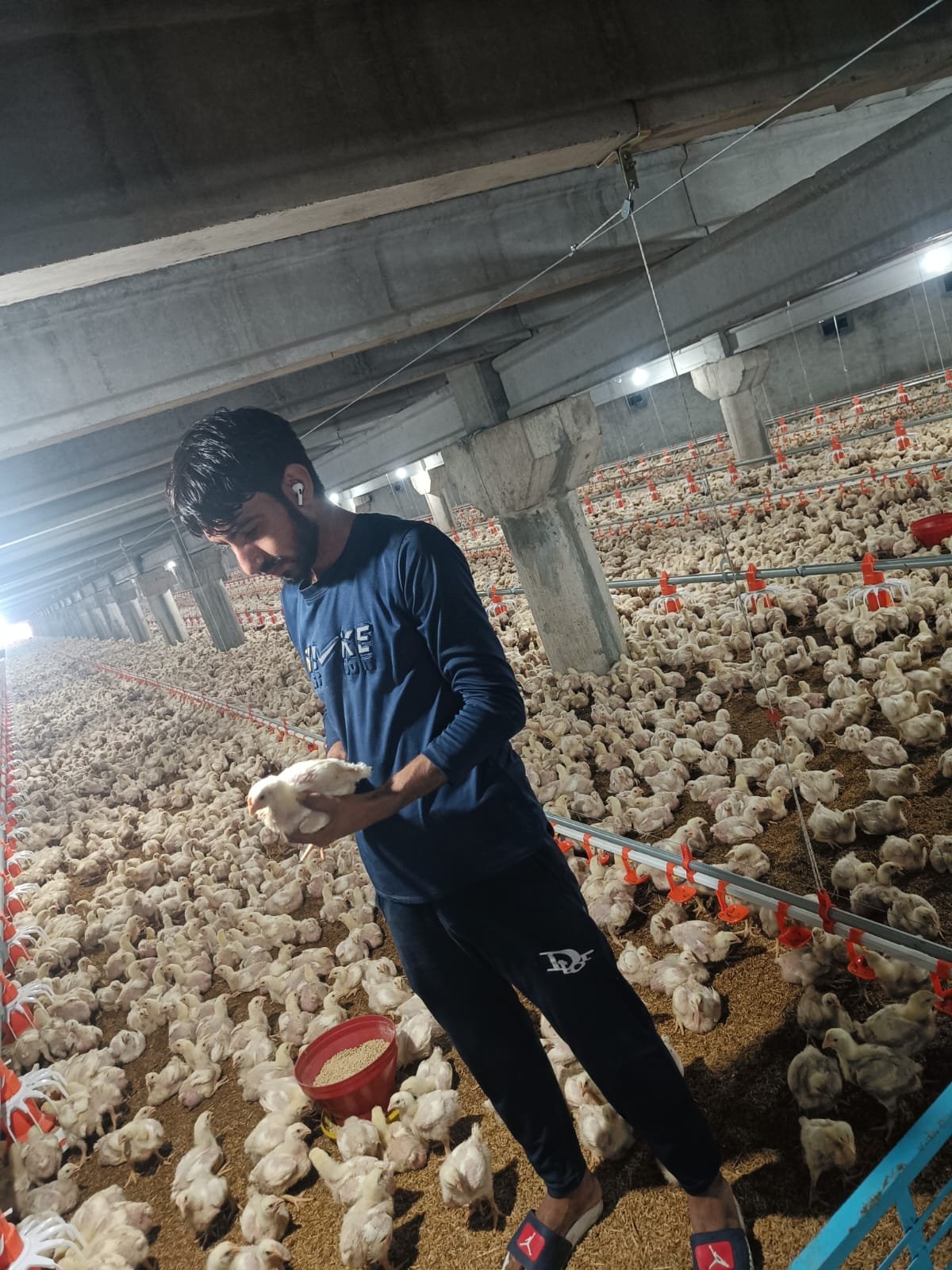 Modern poultry house interior