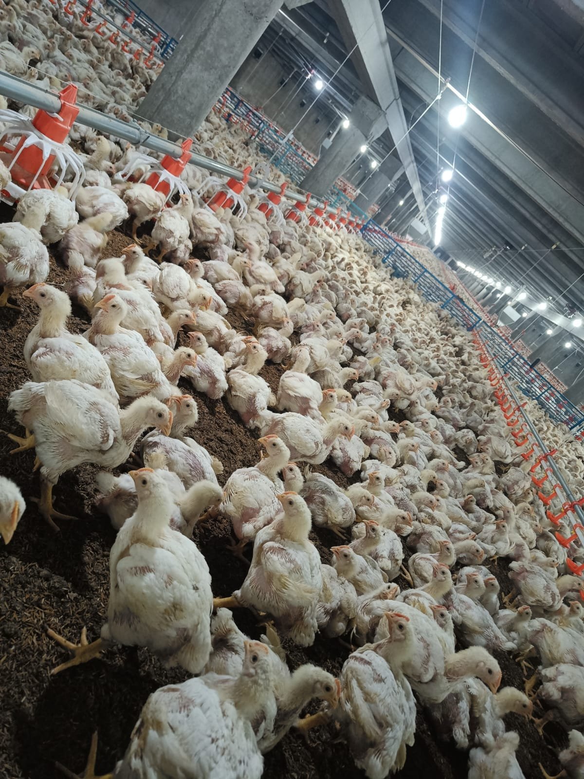 Healthy young chicks