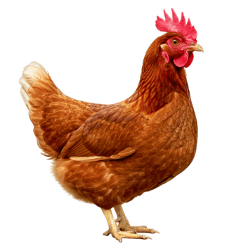 Poultry chicken