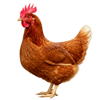 Poultry Expert