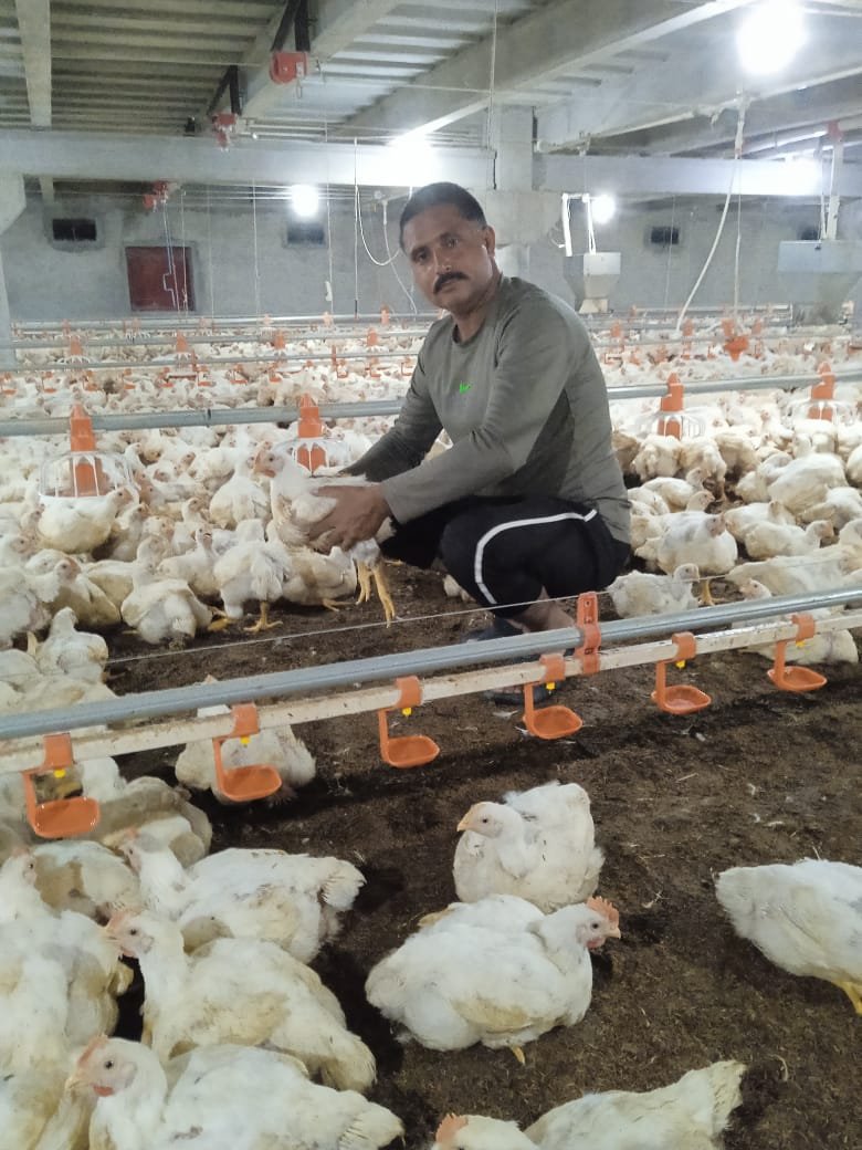 Healthy young chicks