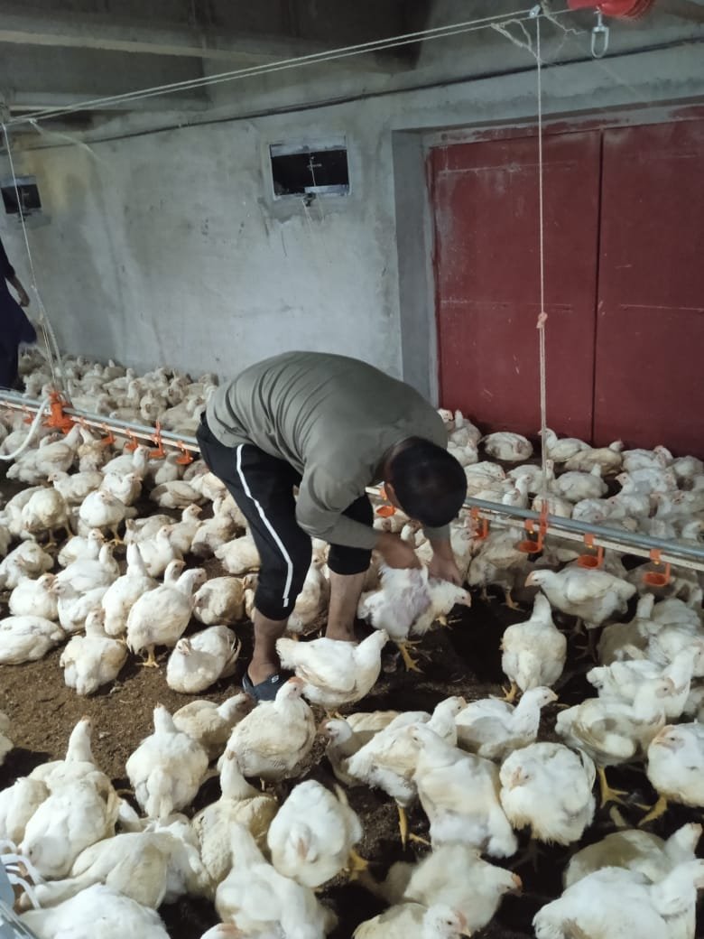 Healthy young chicks