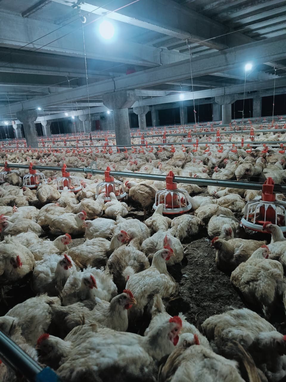 Healthy young chicks